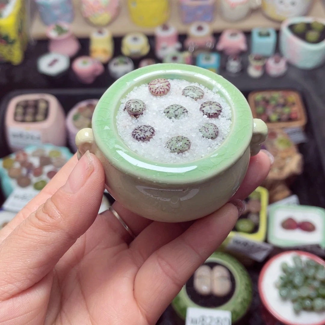 w8284 带盆土发货 -零下地区拍保温箱