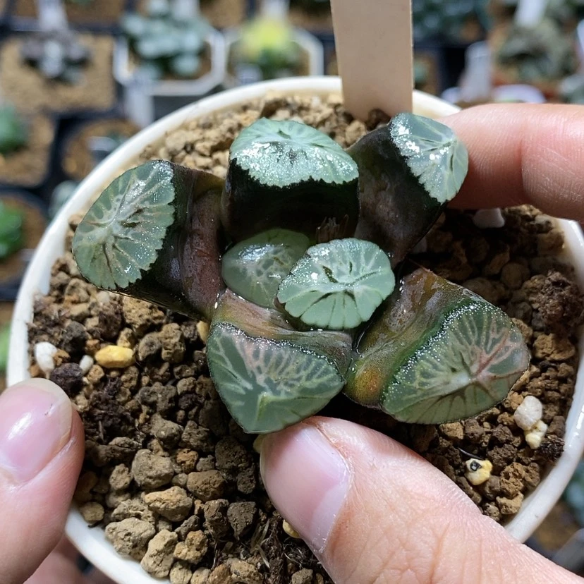 【闪购商品】6彩虹