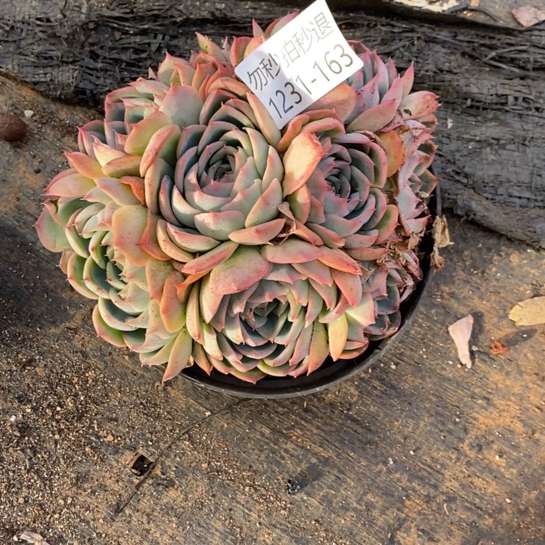 两单包邮1231-163侧影