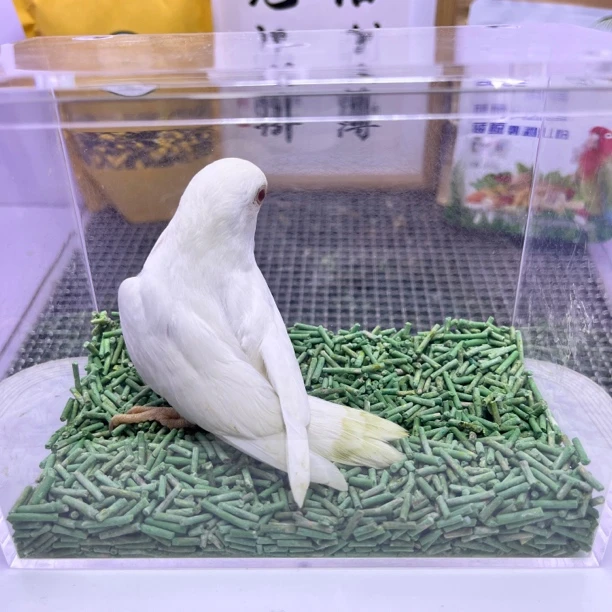 牡丹鹦鹉-独立白华乐公X9063