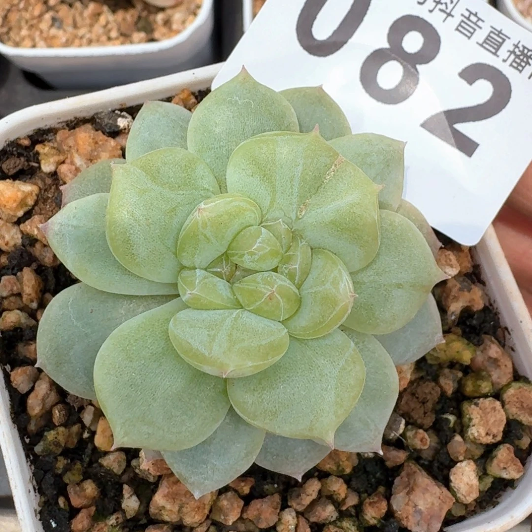 石化珍妮         多肉植物