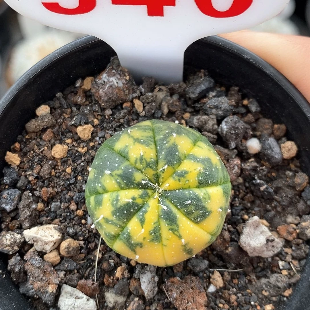 540兜锦系列产品的