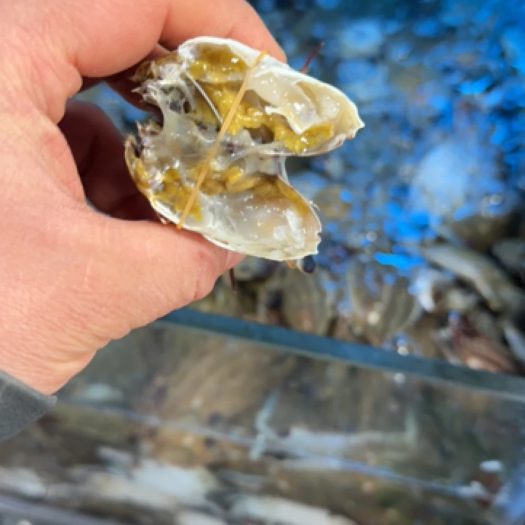 海蟹4斤（保鲜不保活）