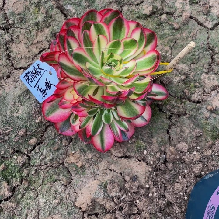 陪**大多肉法师荔枝寄养度夏