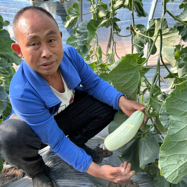 天津本地自然熟甜口羊角蜜瓜净重（±2两）五斤装包邮