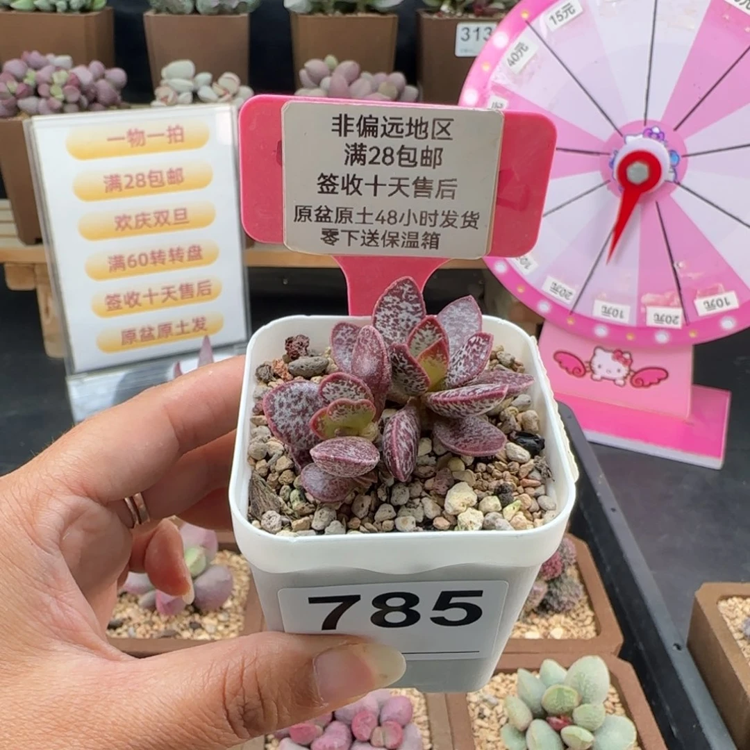 炒***条785赤兔爱掉叶微瑕多肉植物
