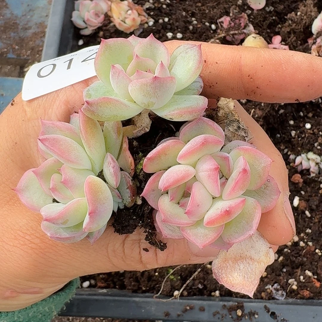 杂交新品珍妮多肉145