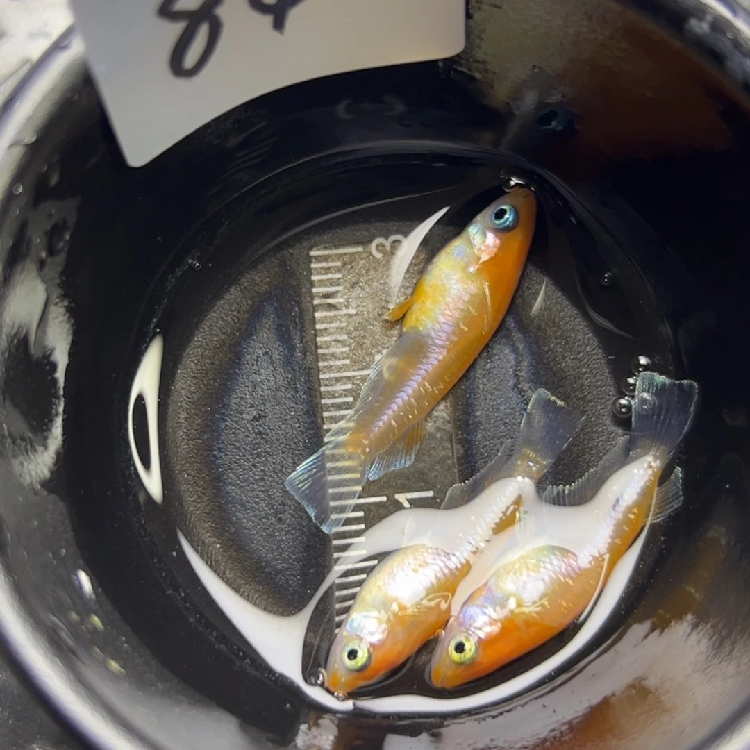 青鳉鱼84。