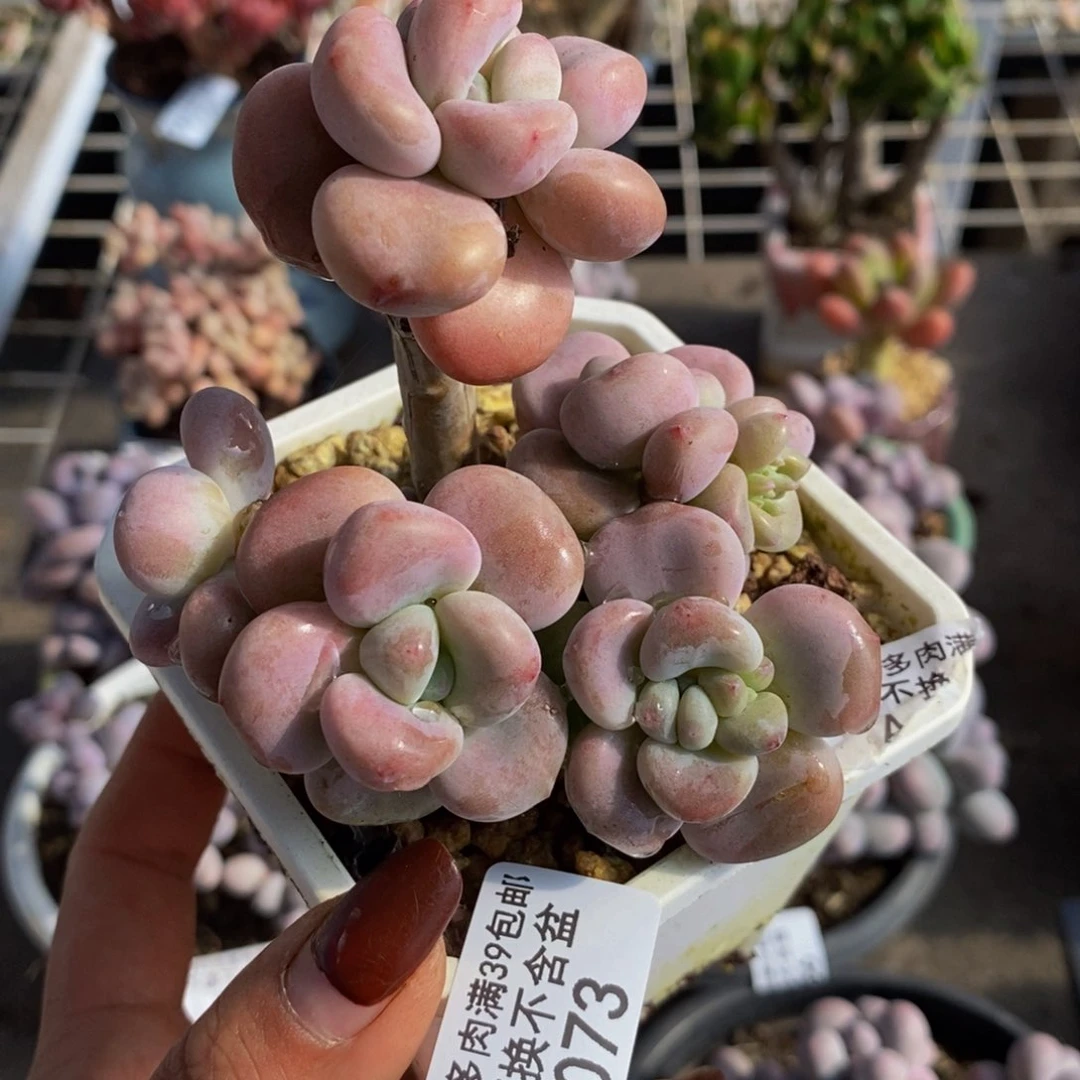 红洛神073/8cm福利