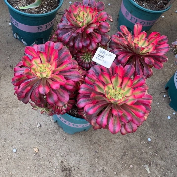 669月蝉多肉植物