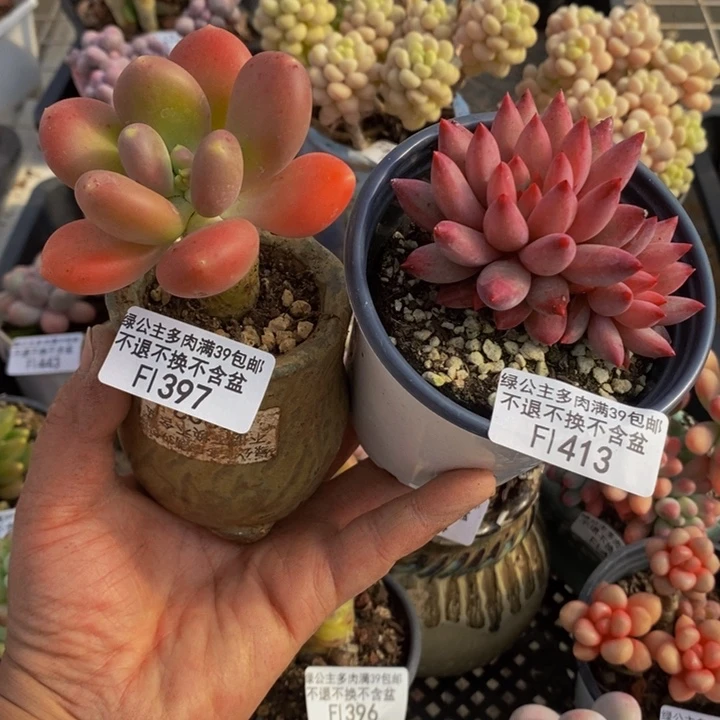 金蝉金鱼姬多肉植物