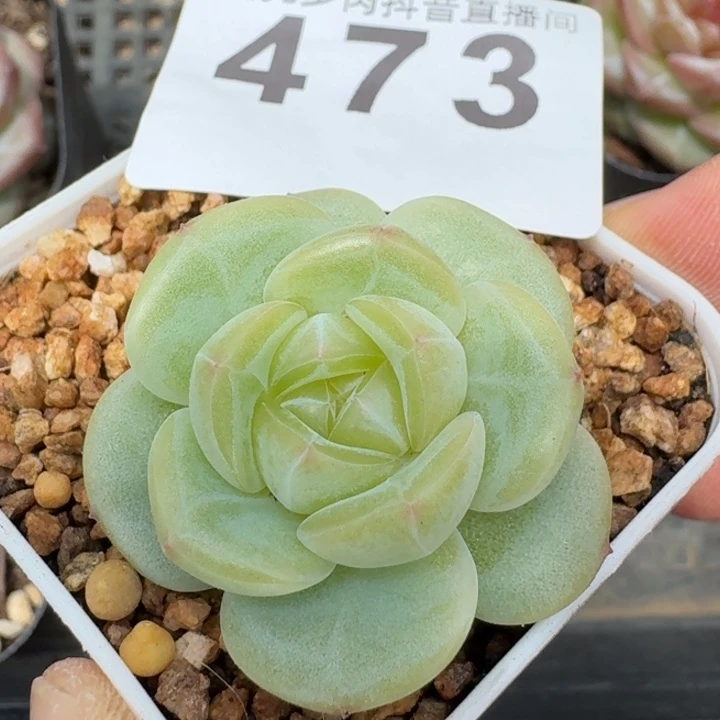 甜心         今日新品上新多肉植物