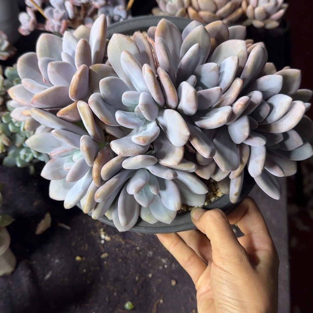 粉兔朵朵一物一拍