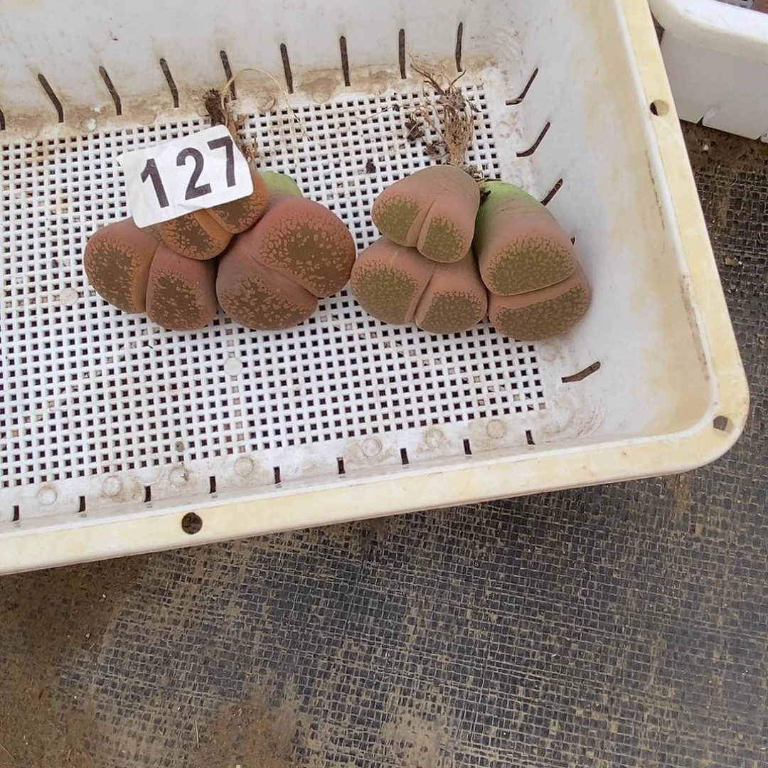 生石花一物一拍2颗127