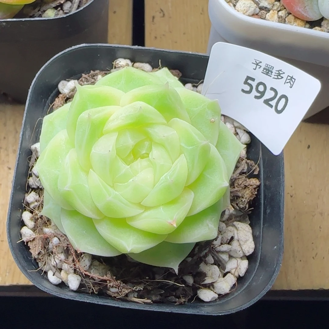梨花白，5920多肉植物
