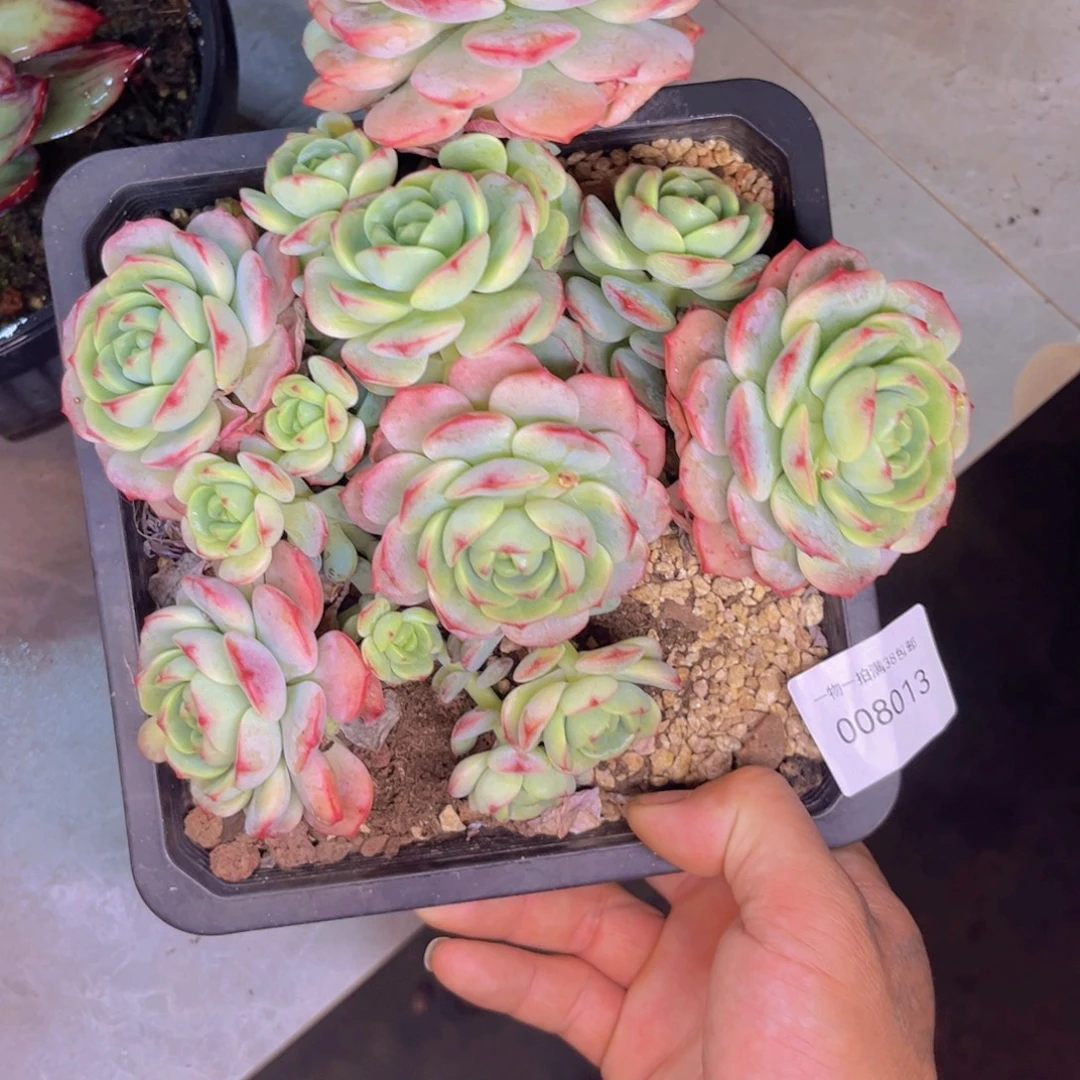 多肉一物一拍8013