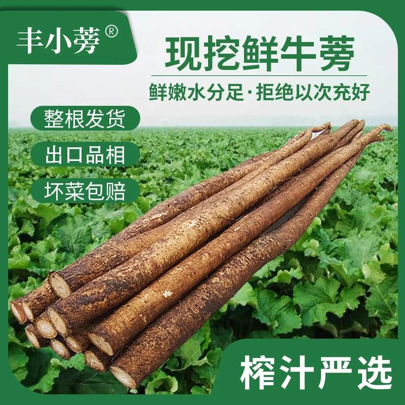 丰小蒡精选新鲜牛蒡安疗榨汁山东苍山蔬菜基地优质农产品美味健康