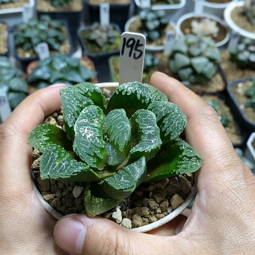 【闪购商品】195实生