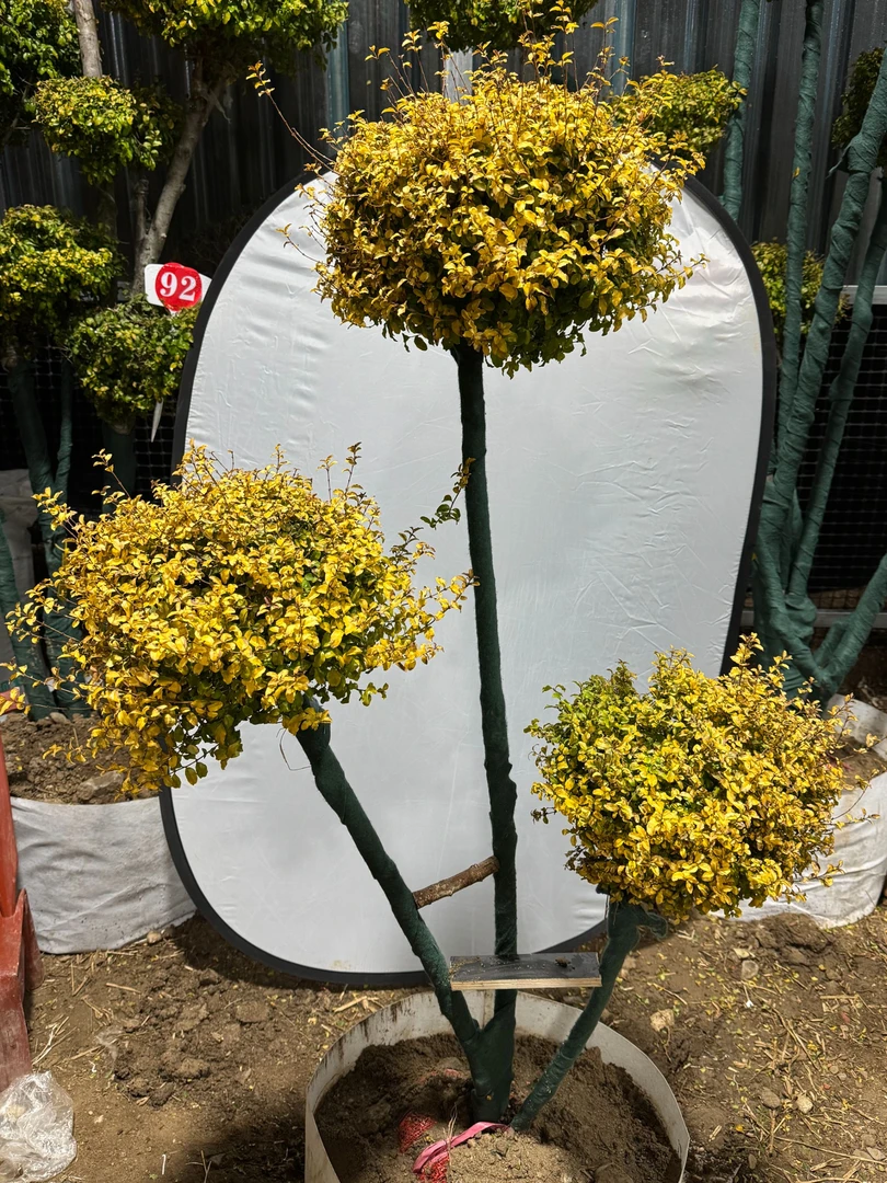 直播专享（一物一拍）亮晶造型盆栽地栽