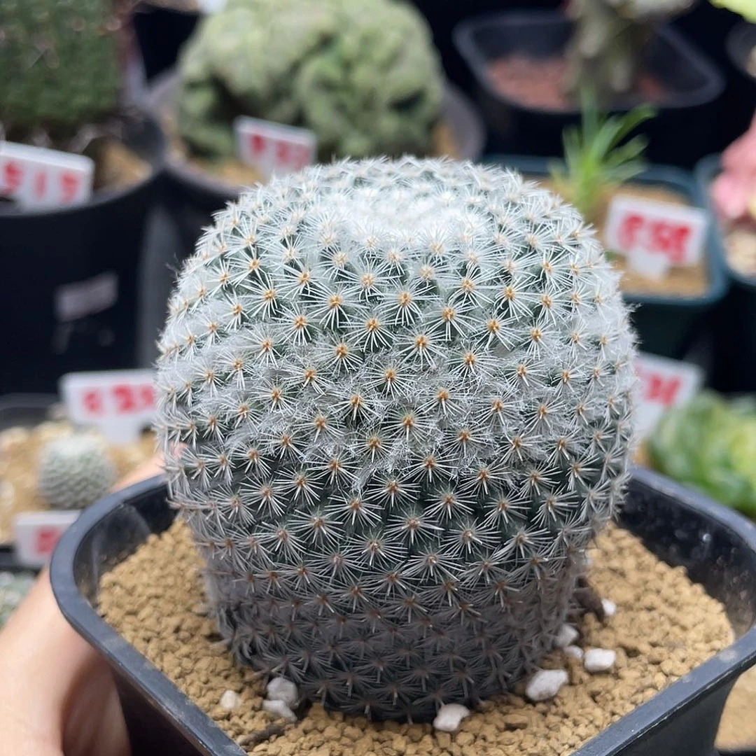 实生超白希望丸仙人球