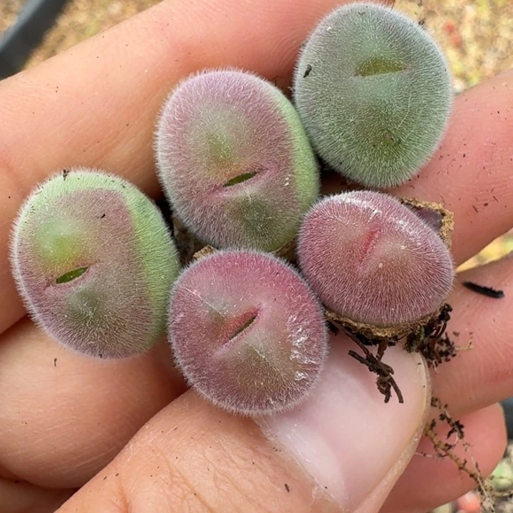 699五颗长毛翠滴58888