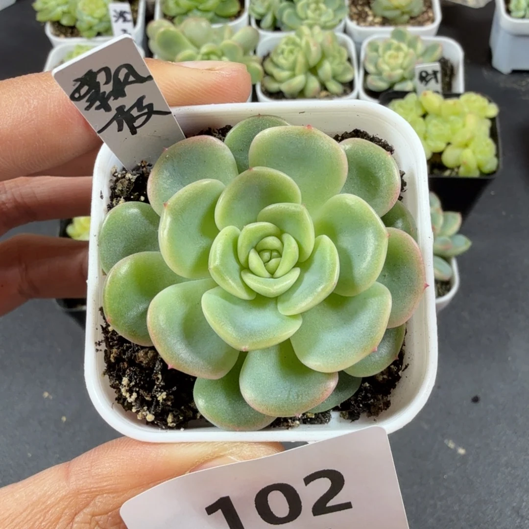 飘枝甜心一物一拍102