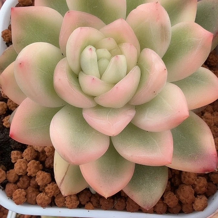 冰月亮锦多肉锦植物