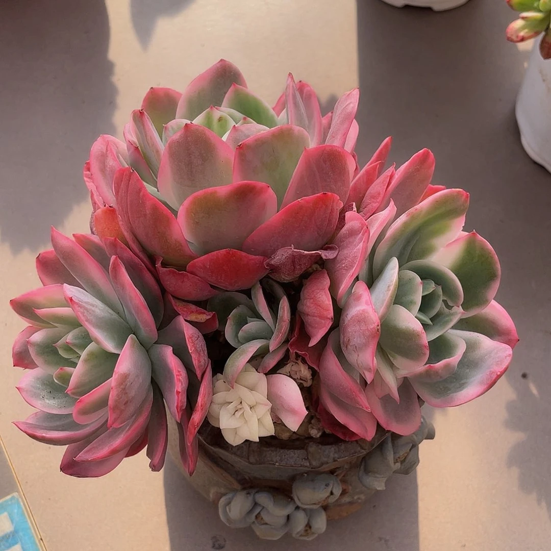 绮罗有砍多肉多肉多肉