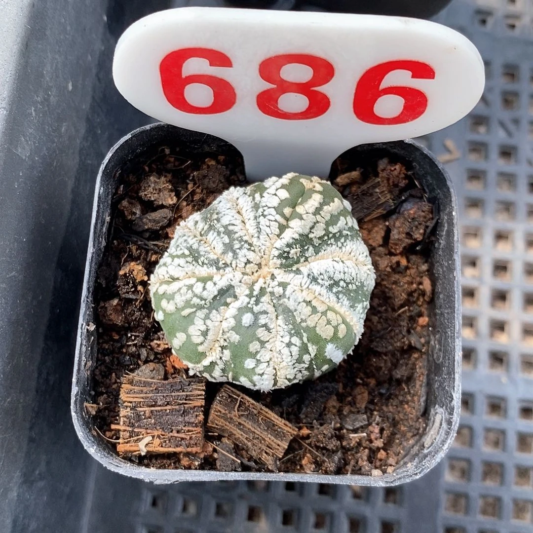 686兜系列产品福利来