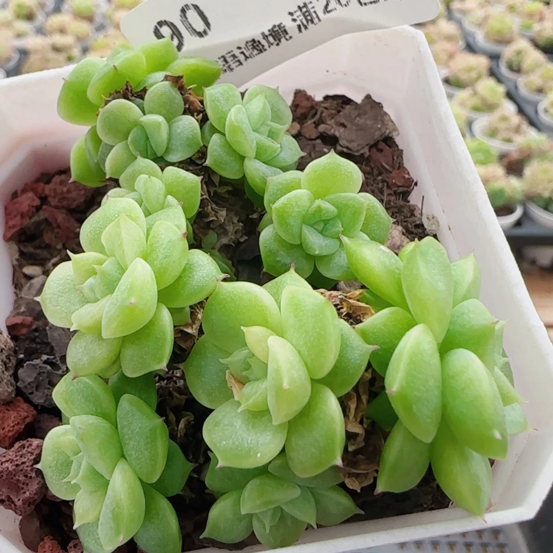 子***轩花语逸镜0620-90散