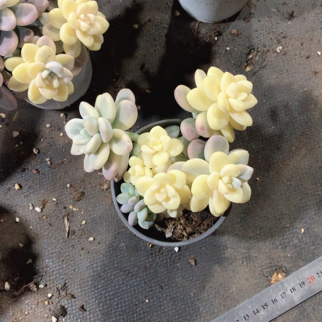 多肉植物多肉植物