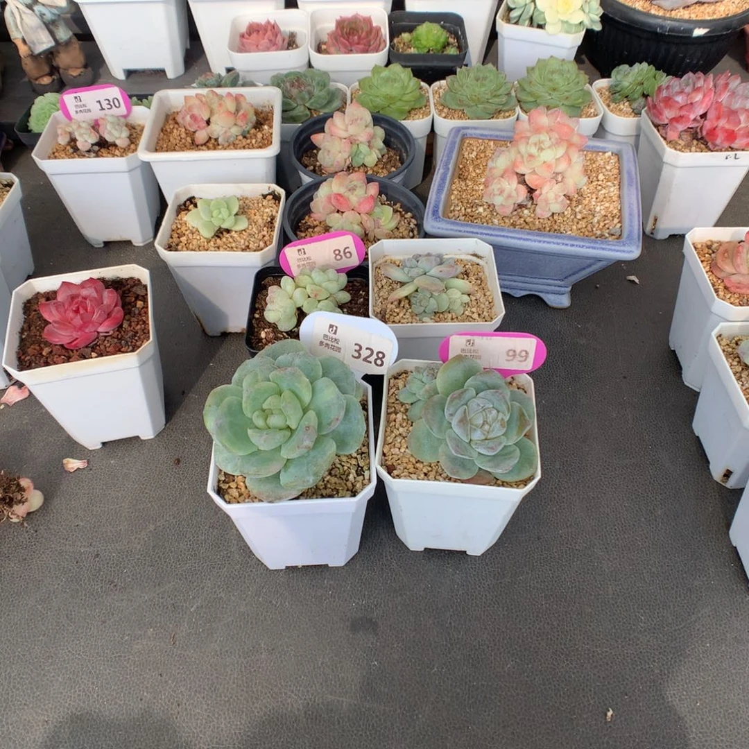 会***年99-328 冰玉石化多肉