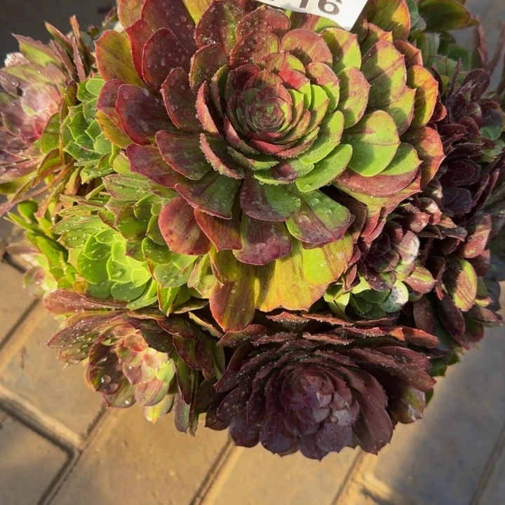 七*后花月夜捧花716肉肉