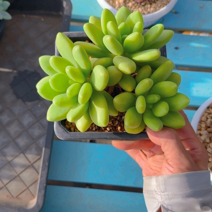 芒果奶福利1111111111