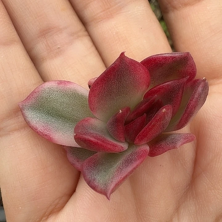 瑞*火焰山锦左上角yi ke