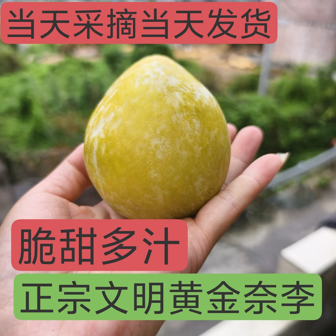 湖南汝城文明黄金奈李脆甜多汁孕妇水果
