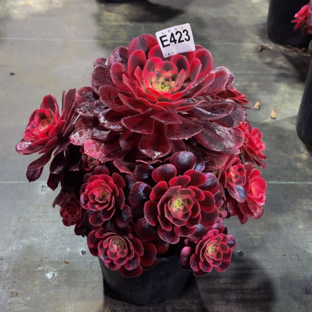 【闪购商品】42300