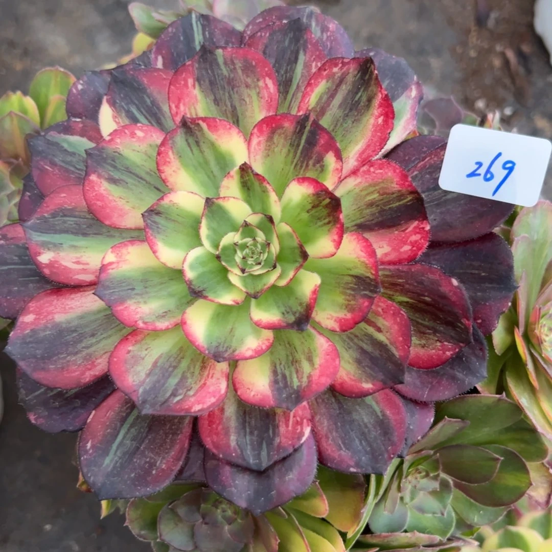 269伯爵无根多肉椅子