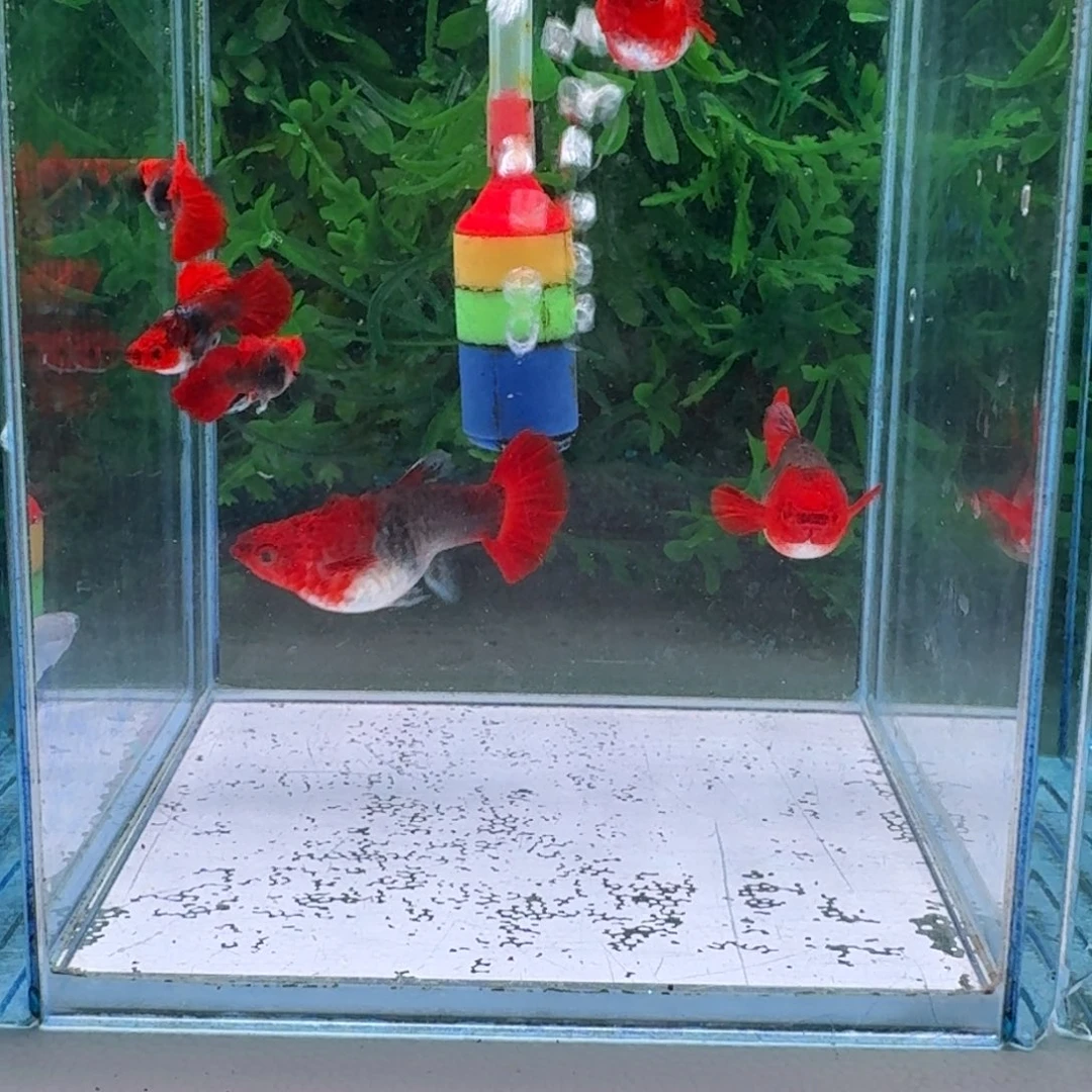 孔雀鱼742号孔雀6条