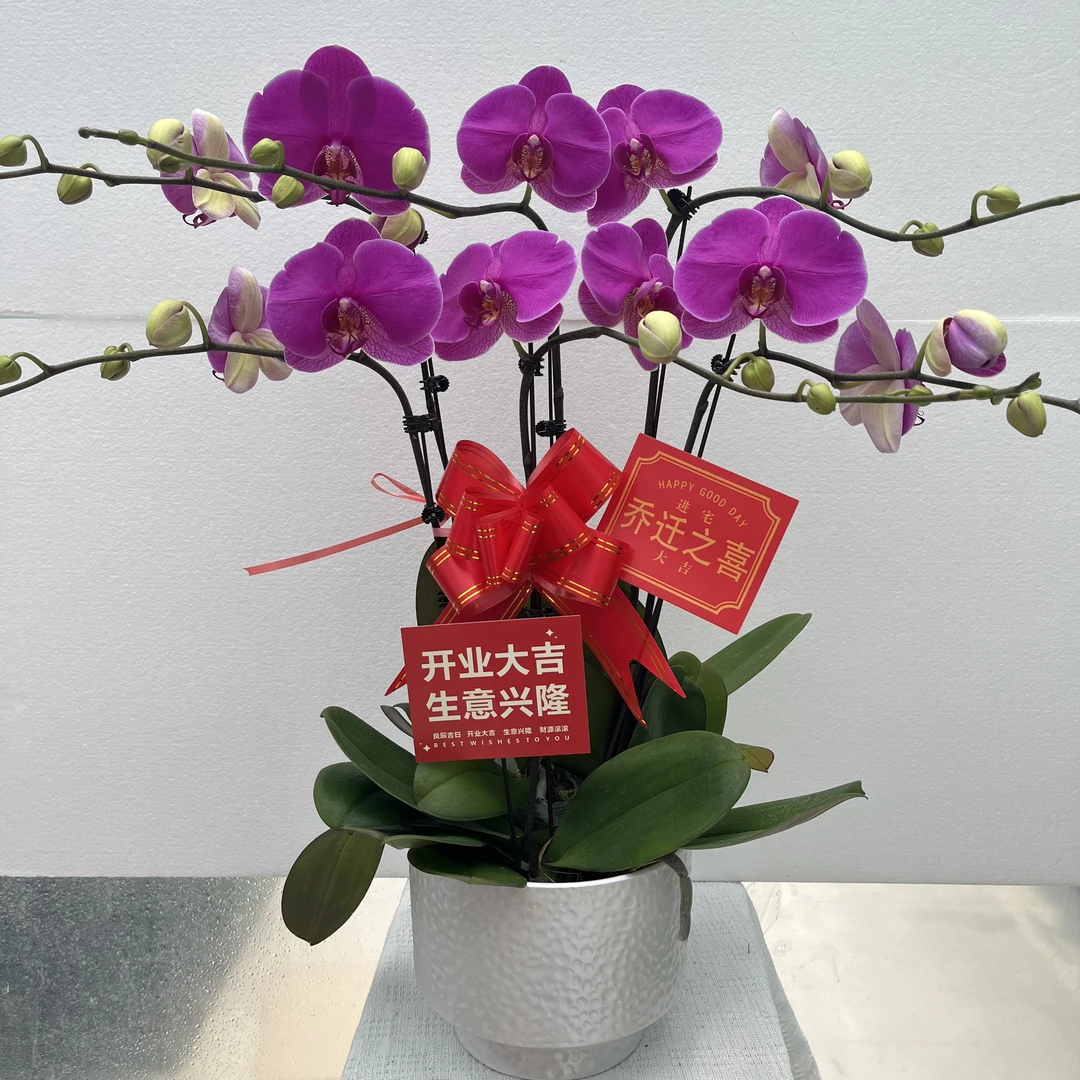 兰馨【恭喜】 蝴蝶兰送人送礼乔迁 室内花卉 花期长 好养活植株