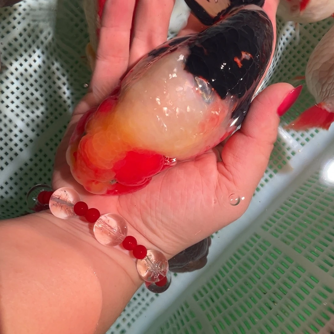 土***宝金鱼潘氏金鱼兰寿金鱼