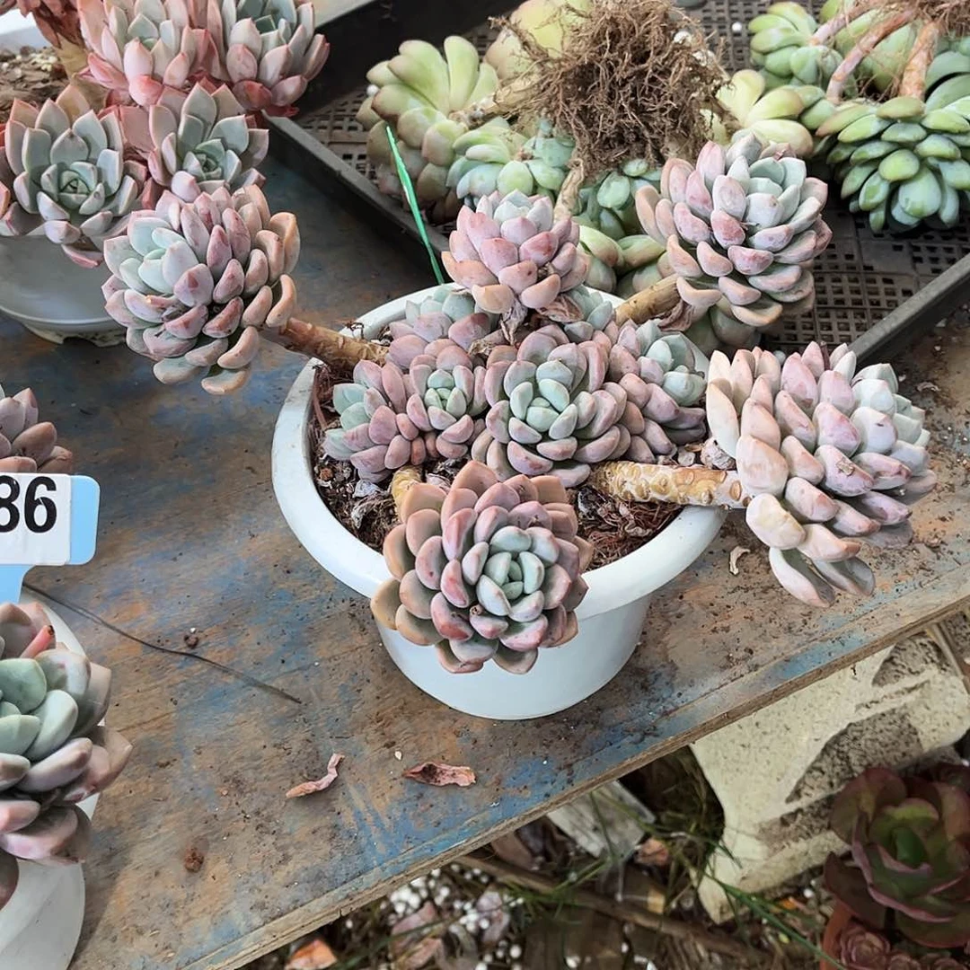 L***࿐白露多肉植物保护320