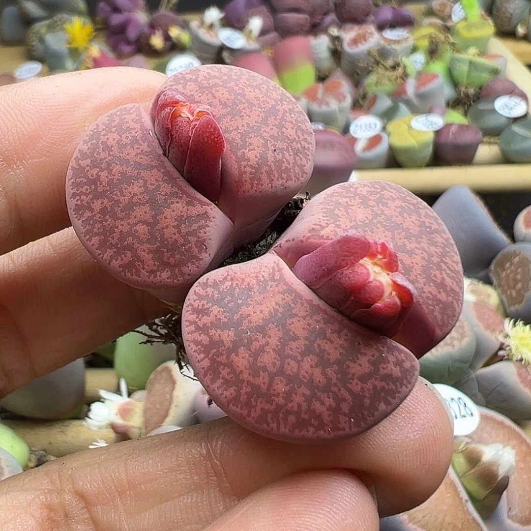 1373下播福利111111111111