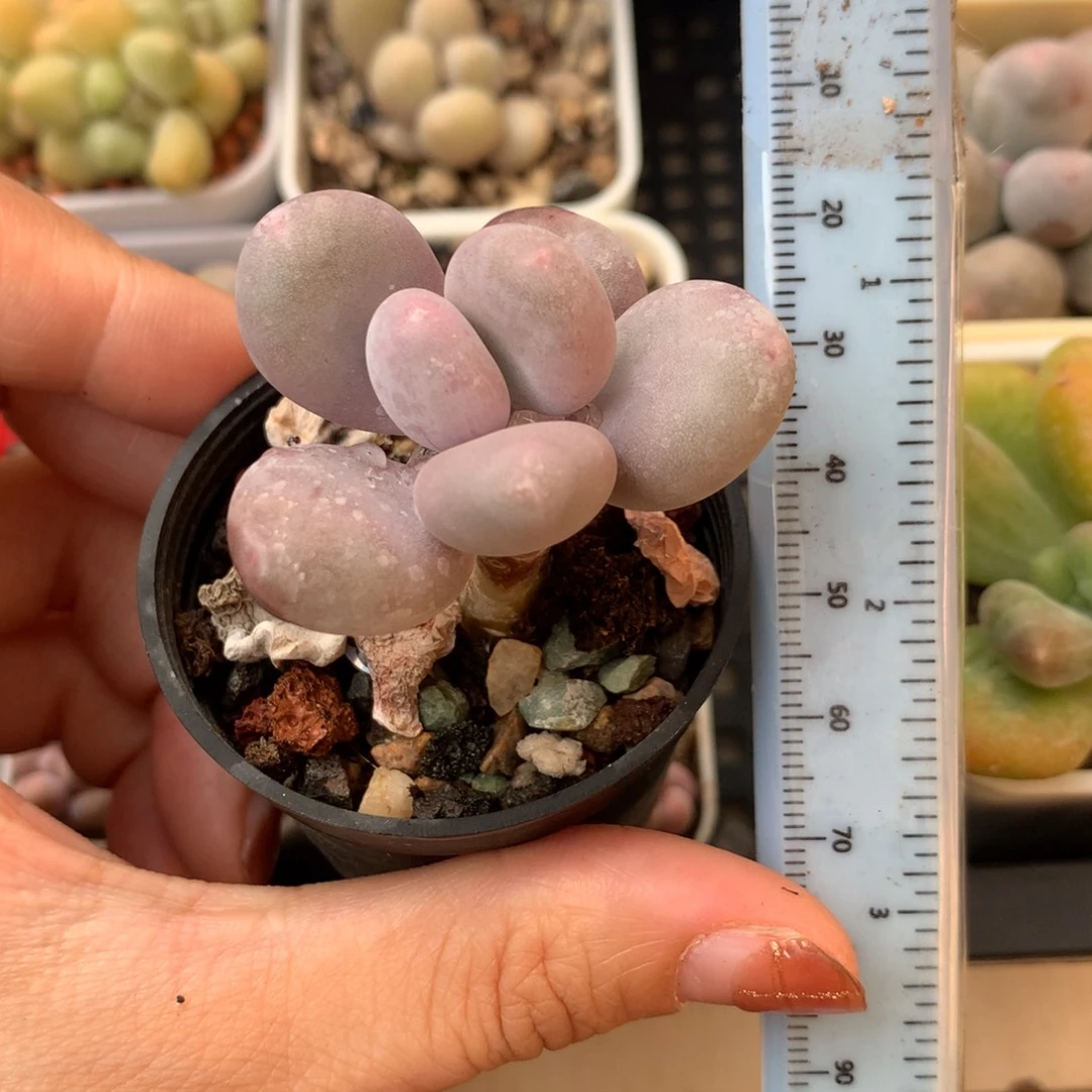 大叶奶 不凑满28元发一片叶 不售后 到付