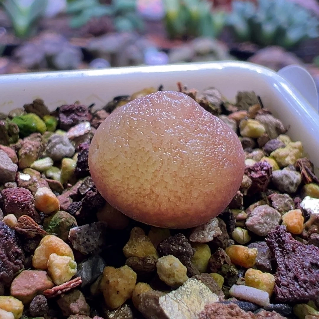 1337，哈默灯泡，肉锥植物