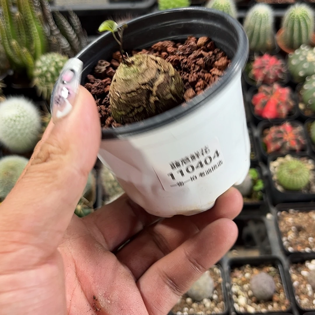 110404一物一拍单