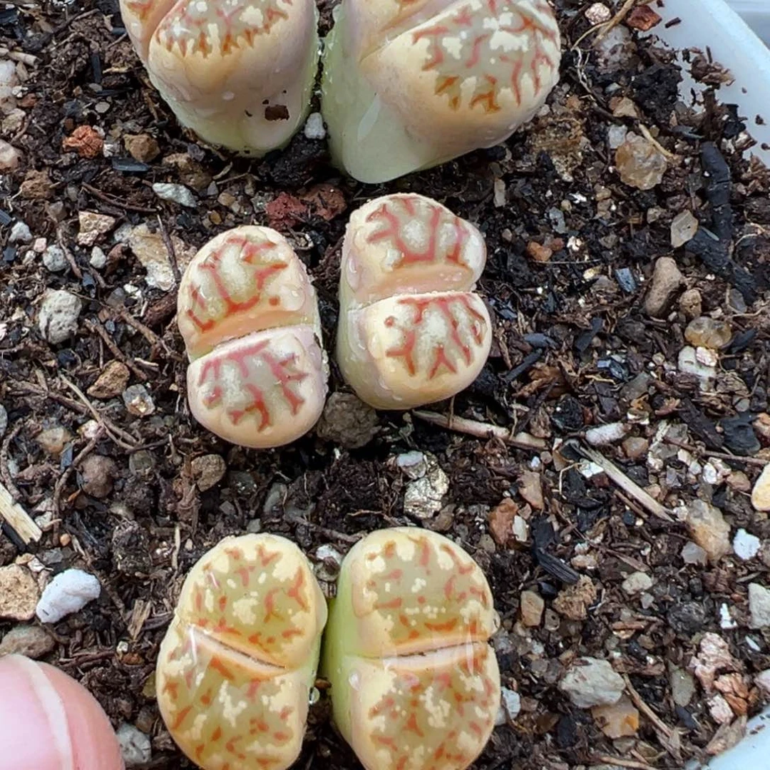 1.19好看的多肉642