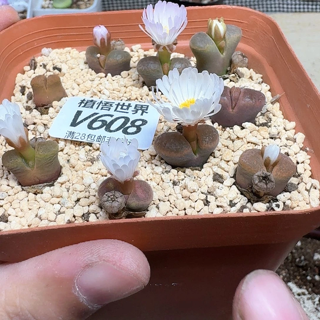 多肉W多肉植物drzq