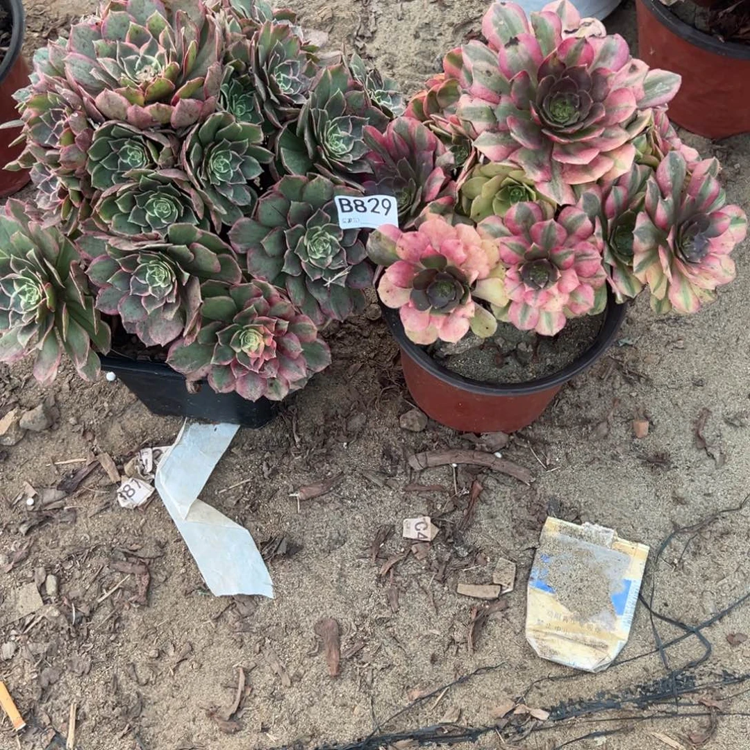 噜***噜829两颗组合多肉植物