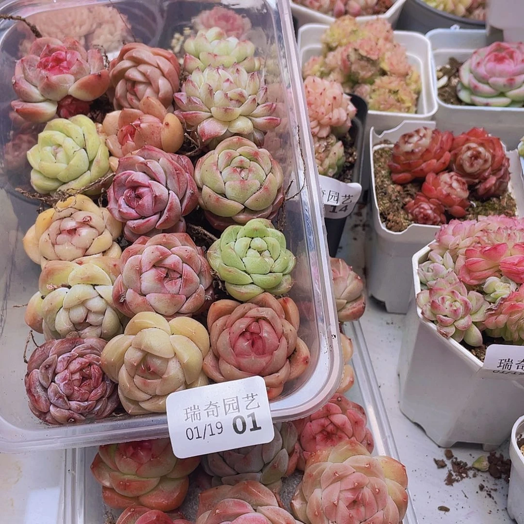 00000000000001量拍